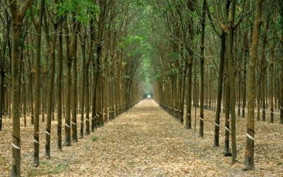 Why Natural Rubber Prices are Not Rebounding?