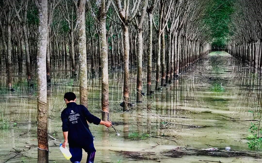 A Flooded rubber estate in Thailand