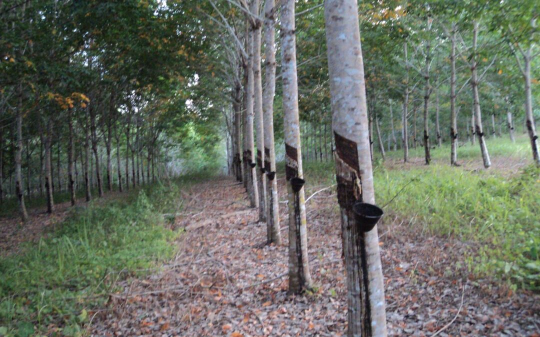 Are Natural Rubber Prices Gearing up for a Trend-break?